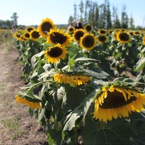 Meet your Posher, Nesa